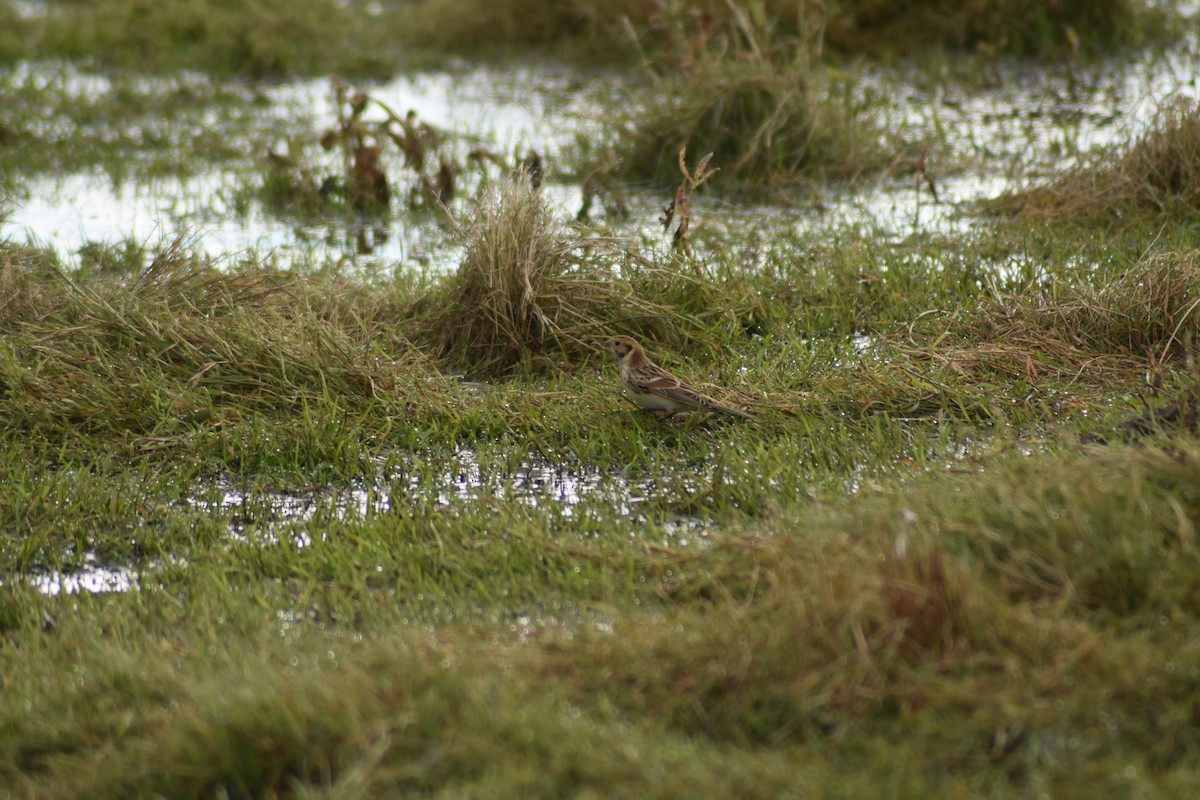 Lapland Longspur - ML377268561