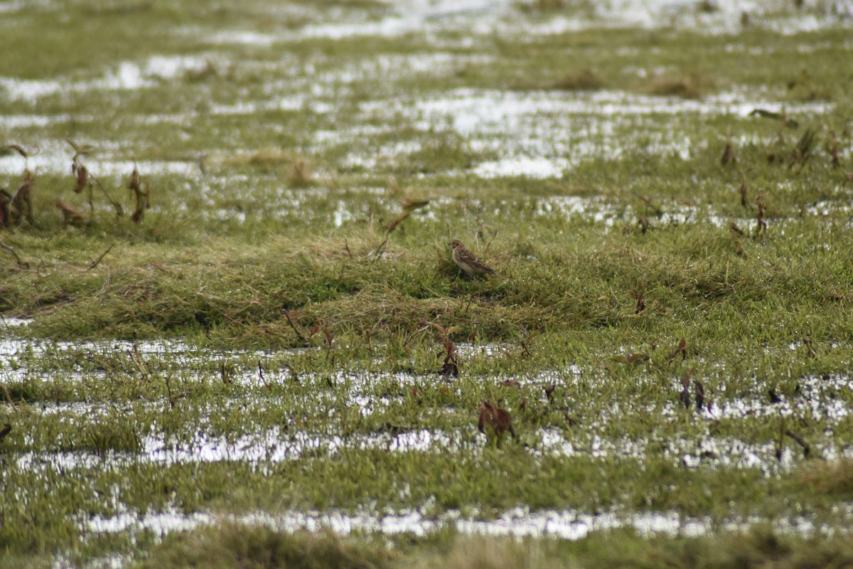 Lapland Longspur - ML377268571