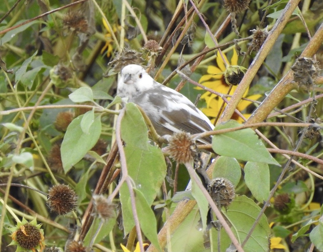 California Towhee - ML377269011