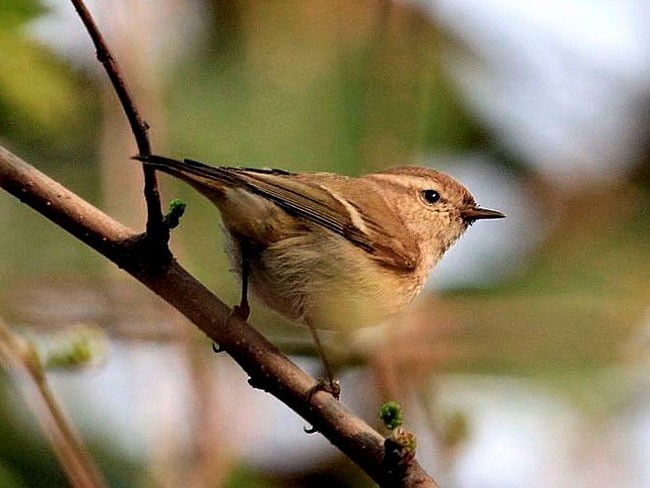 Hume's Warbler - ML377269091