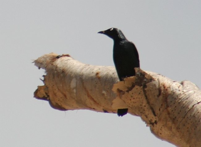 Asian Glossy Starling - ML377269581