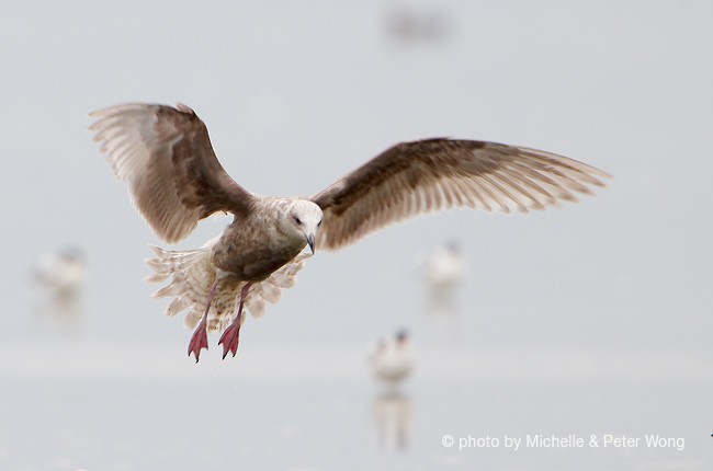 Slaty-backed Gull - ML377270841