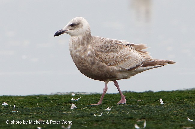 Slaty-backed Gull - ML377270851