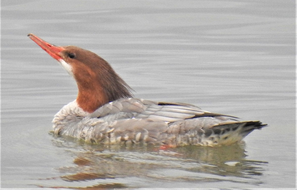 Common Merganser (North American) - Lucio 'Luc' Fazio