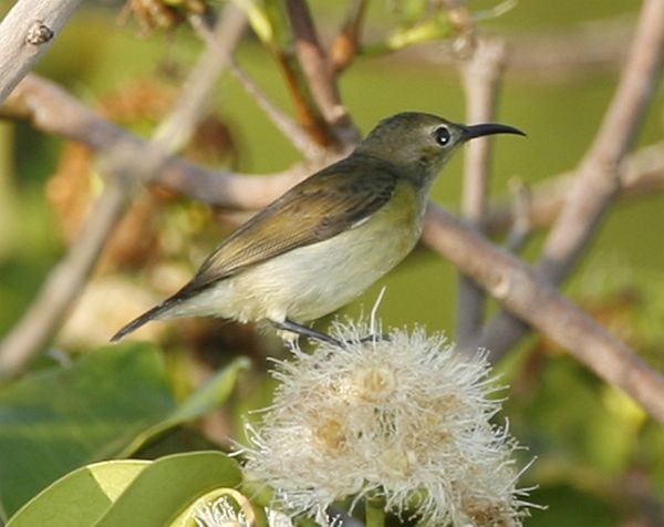 Van Hasselt's Sunbird - Lip Kee Yap