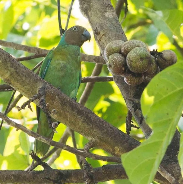 Red-cheeked Parrot - ML377271861