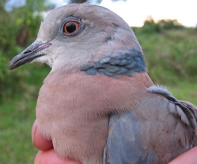 Philippine Collared-Dove - ML377273031