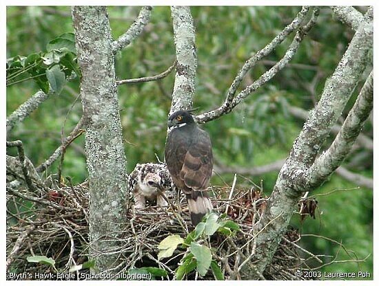 Blyth's Hawk-Eagle - ML377273111