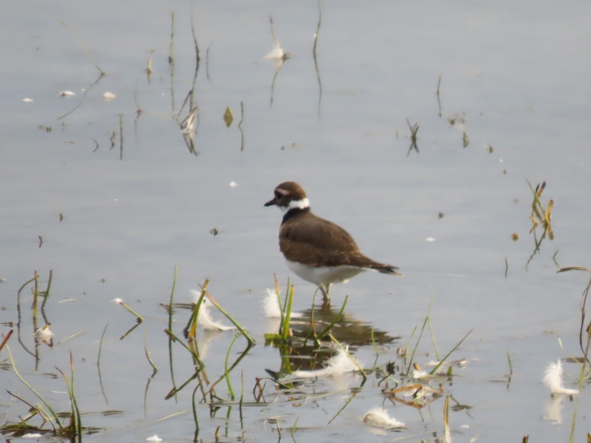 Killdeer - ML377274041