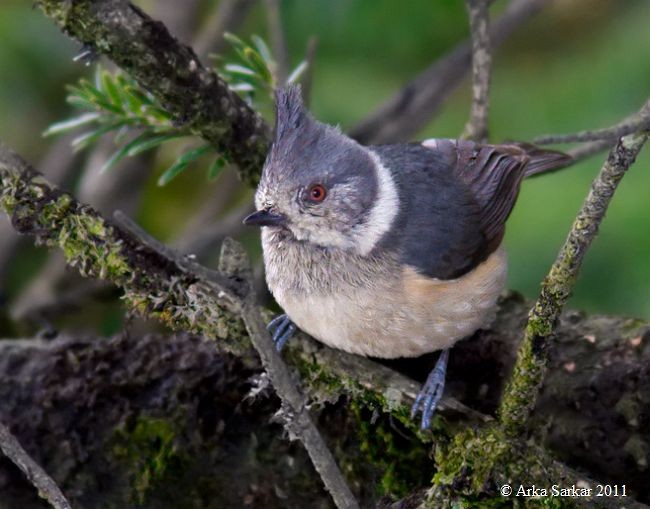 Gray-crested Tit - Arka Sarkar