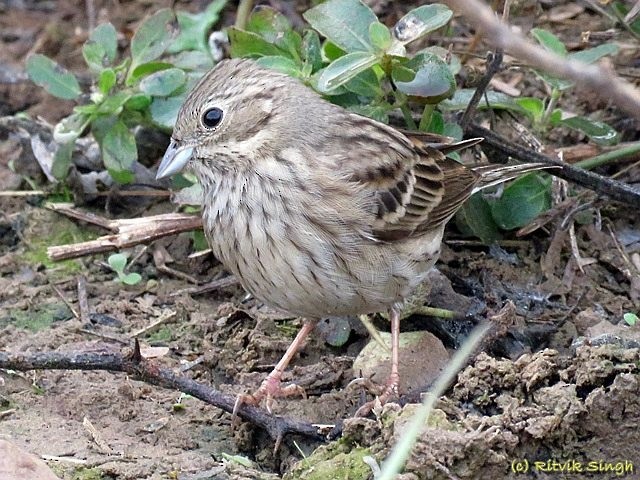 白頂鵐 - ML377275861