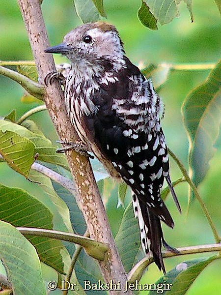 Brown-fronted Woodpecker - ML377276041