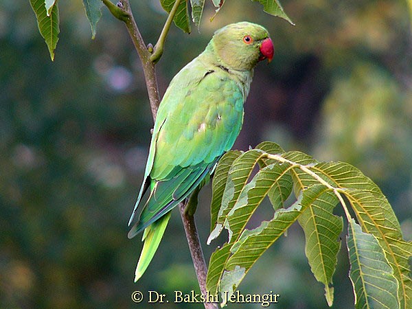 Rose-ringed Parakeet - Jehangir Bakshi