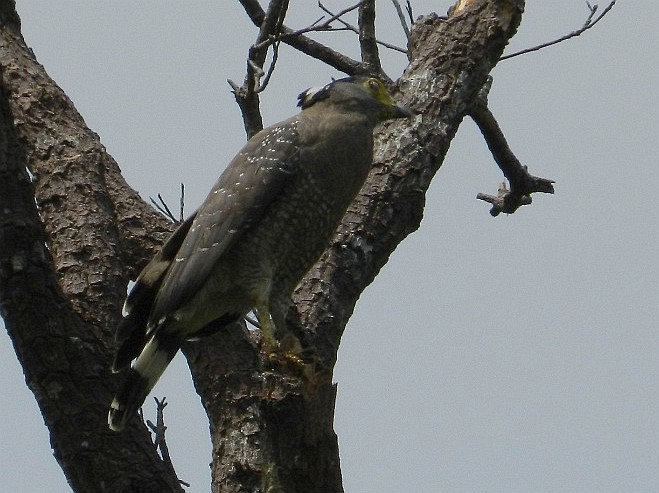 Crested Serpent-Eagle (Natuna) - ML377276731