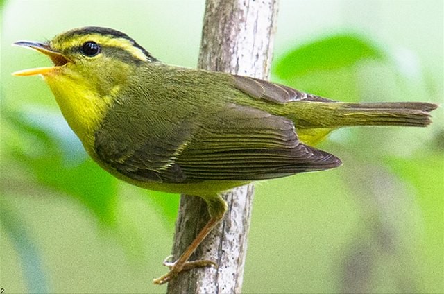 Sulphur-breasted Warbler - ML377277781