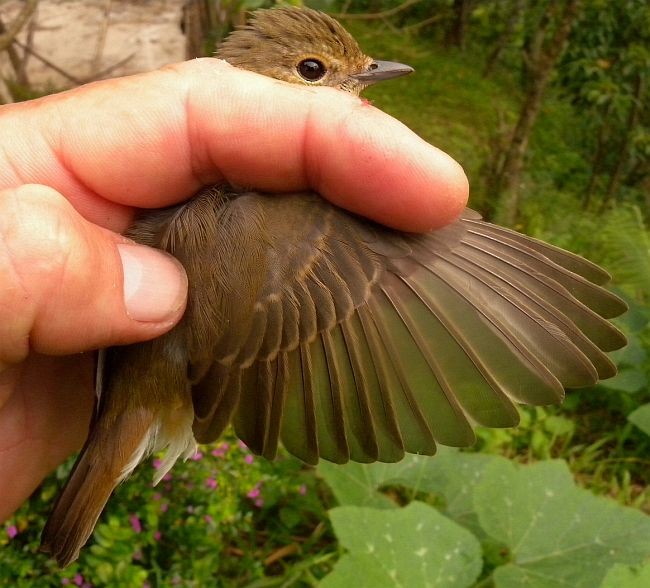 Narcissus Flycatcher - ML377277901