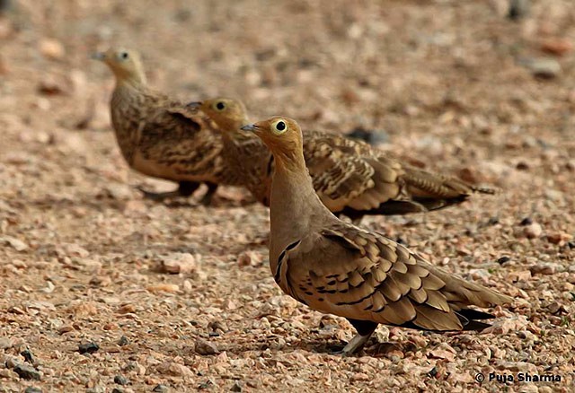 Chestnut-bellied Sandgrouse (Asian) - ML377278021