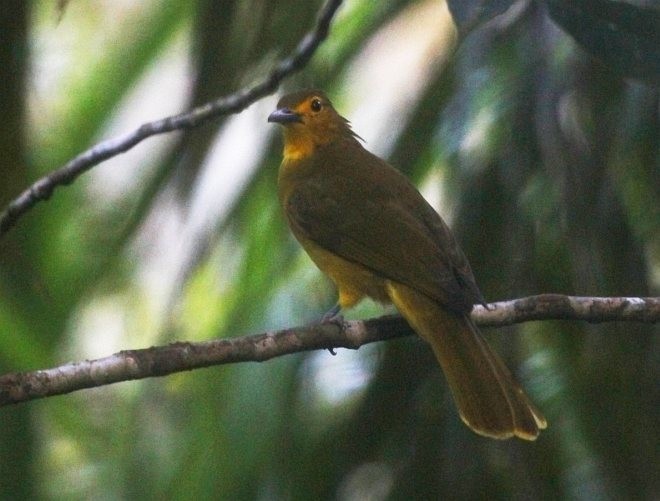 Sangihe Golden-Bulbul - Hanom Bashari