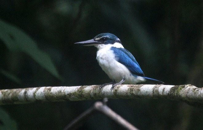 Talaud Kingfisher - ML377279041