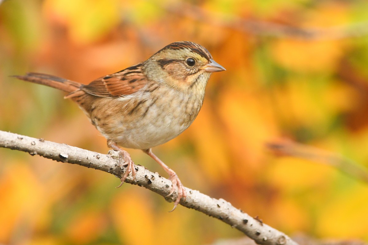 Swamp Sparrow - ML377279671