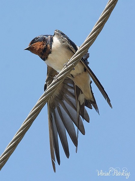 Barn Swallow - Pankaj Maheria