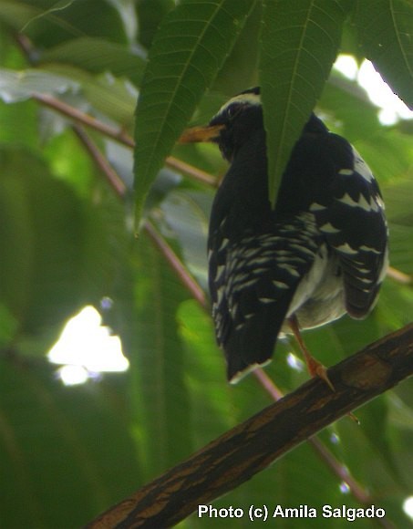 Pied Thrush - ML377283091