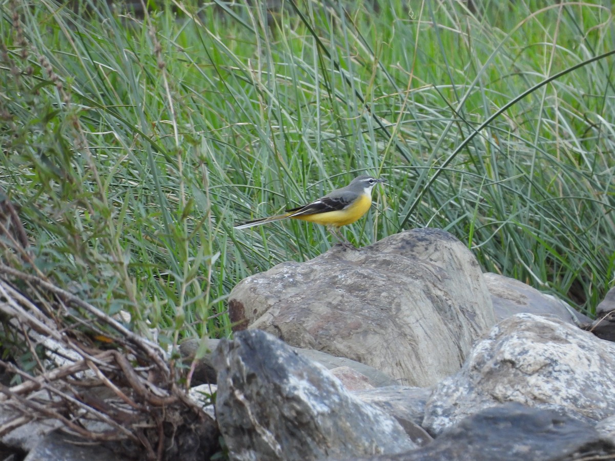 Gray Wagtail - Lisa Schibley