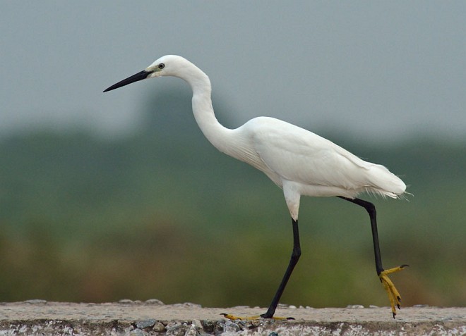 Little Egret (Western) - ML377286831