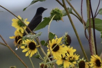 Eastern Kingbird - ML377289291