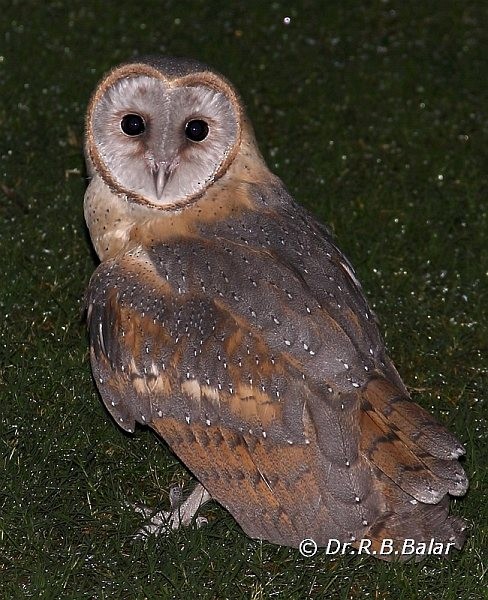 Barn Owl (Eastern) - ML377289861