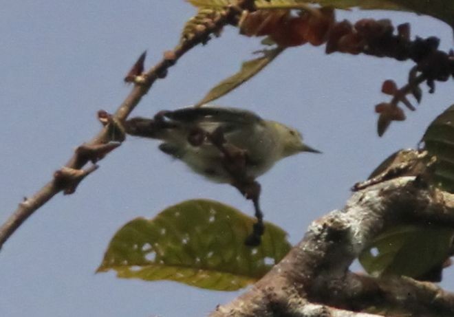 Leyte Plumed-Warbler - ML377289971