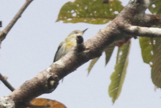 Leyte Plumed-Warbler - ML377289991