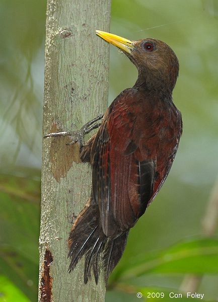 Maroon Woodpecker - ML377290321