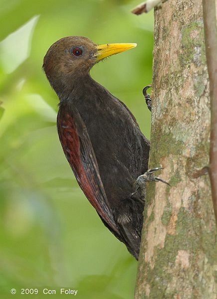 Maroon Woodpecker - ML377290341