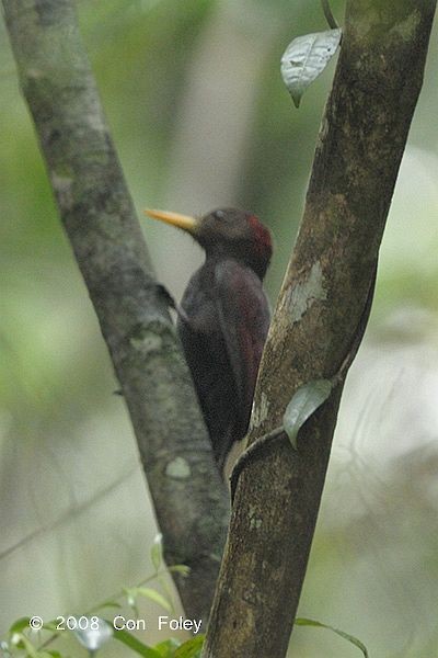 Maroon Woodpecker - ML377290361