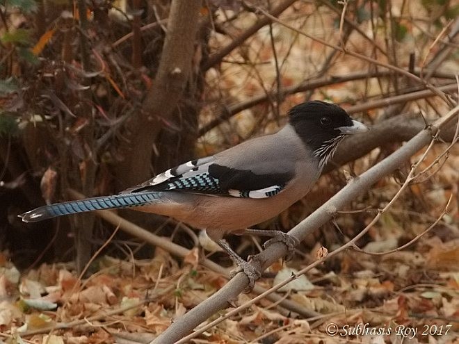 Black-headed Jay - ML377291211