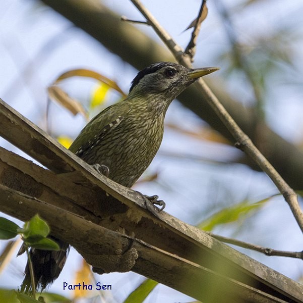 Streak-throated Woodpecker - ML377291501