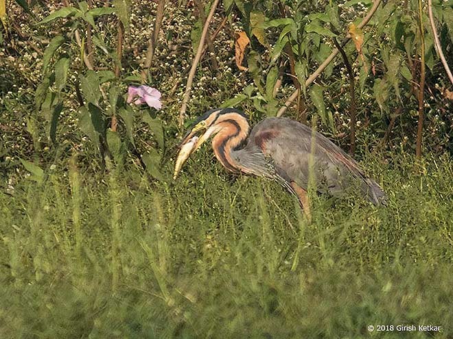 Purple Heron (Purple) - ML377292201