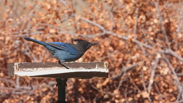 Steller's Jay - ML377292381