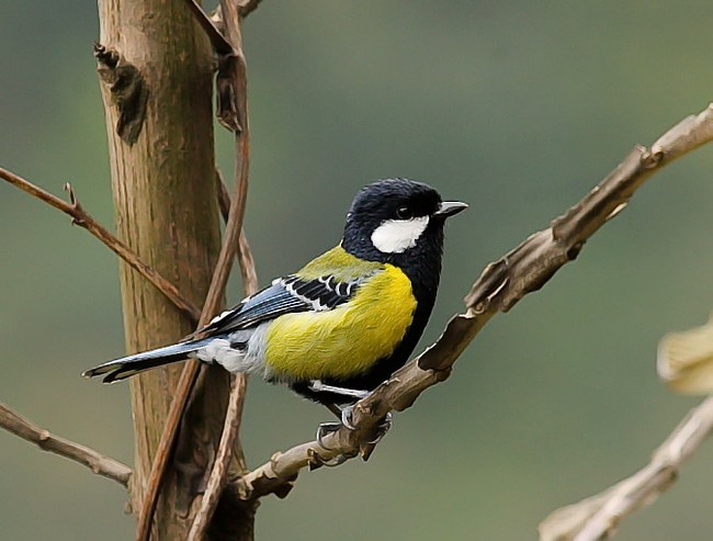 Green-backed Tit - ML377292431