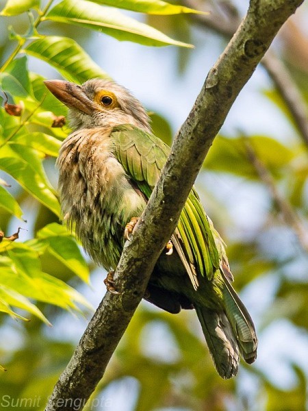 Lineated Barbet - ML377293521