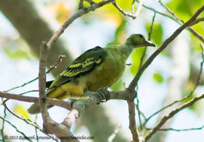 Andaman Green-Pigeon - ML377294821