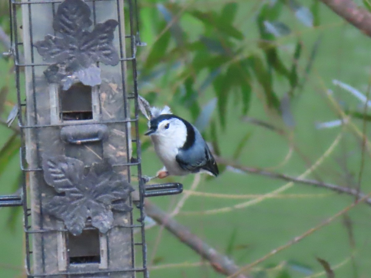 White-breasted Nuthatch - Fran Loyd