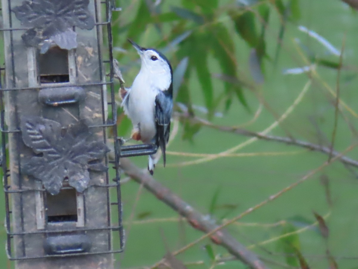 White-breasted Nuthatch - ML377295121