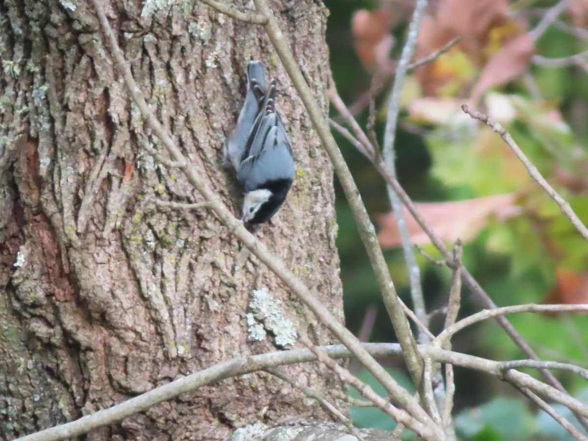 White-breasted Nuthatch - Fran Loyd