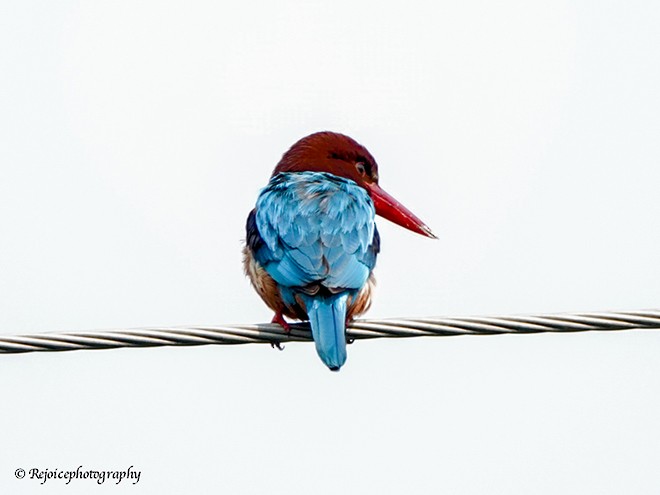 White-throated Kingfisher - ML377295811