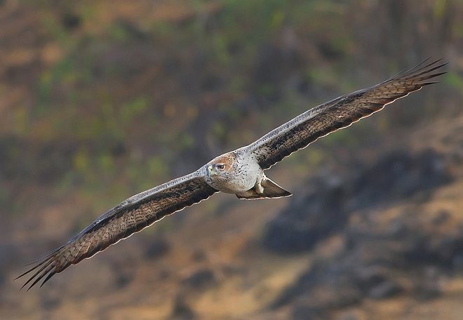 Bonelli's Eagle - Siddharth Damle