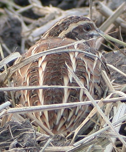 Japanese Quail - ML377297181