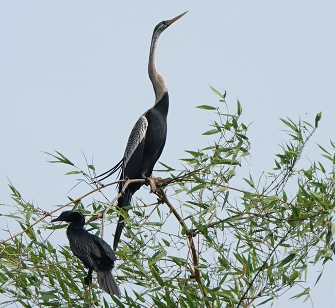 Oriental Darter - ML377297521