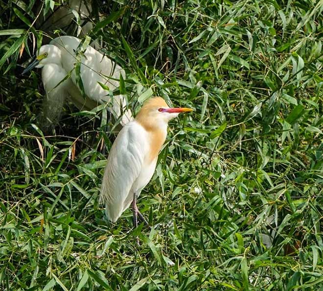Eastern Cattle-Egret - ML377297531